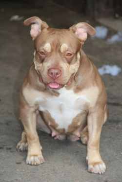 Dog Featured Image