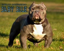 Dog Featured Image