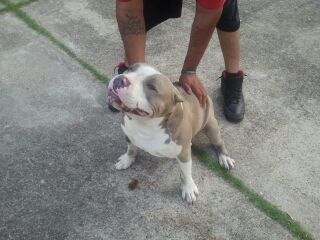 Dog Featured Image