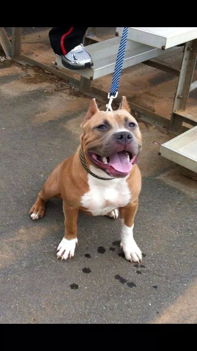 Dog Featured Image
