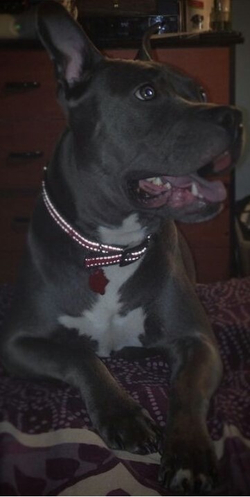 Dog Featured Image