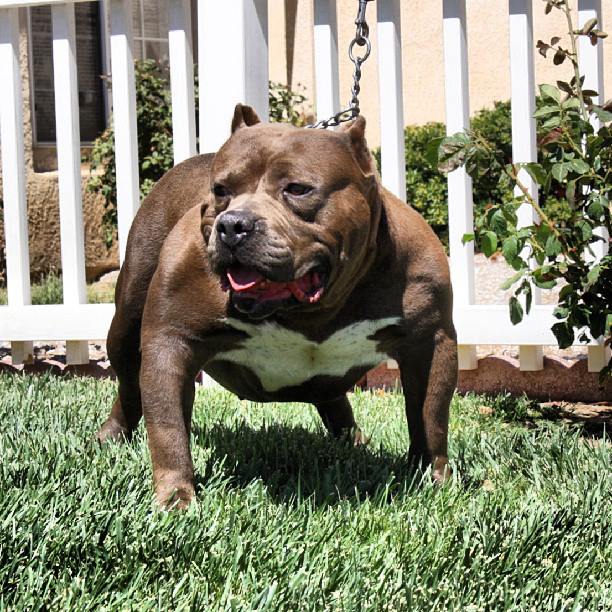 Dog Featured Image