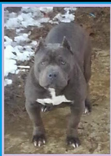 Dog Featured Image