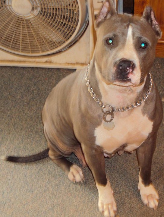 Dog Featured Image