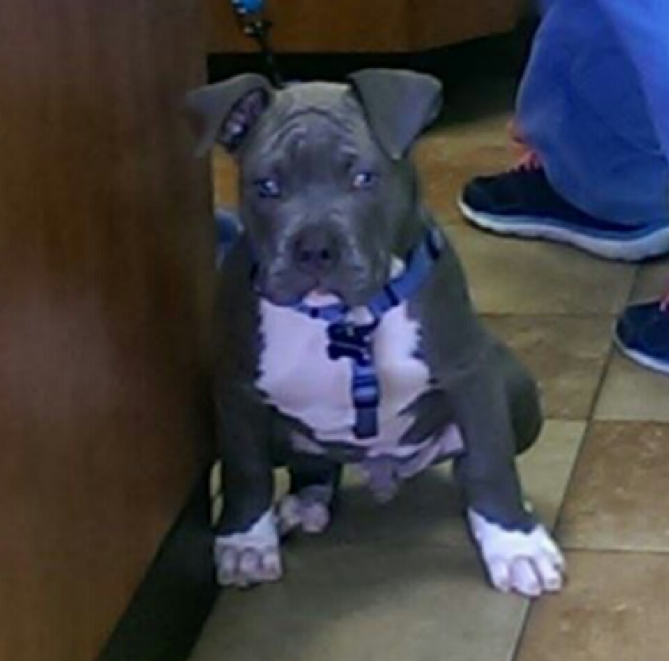Dog Featured Image