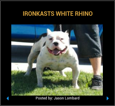 Dog Featured Image