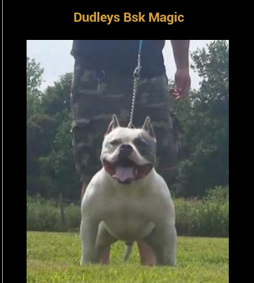 Dog Featured Image