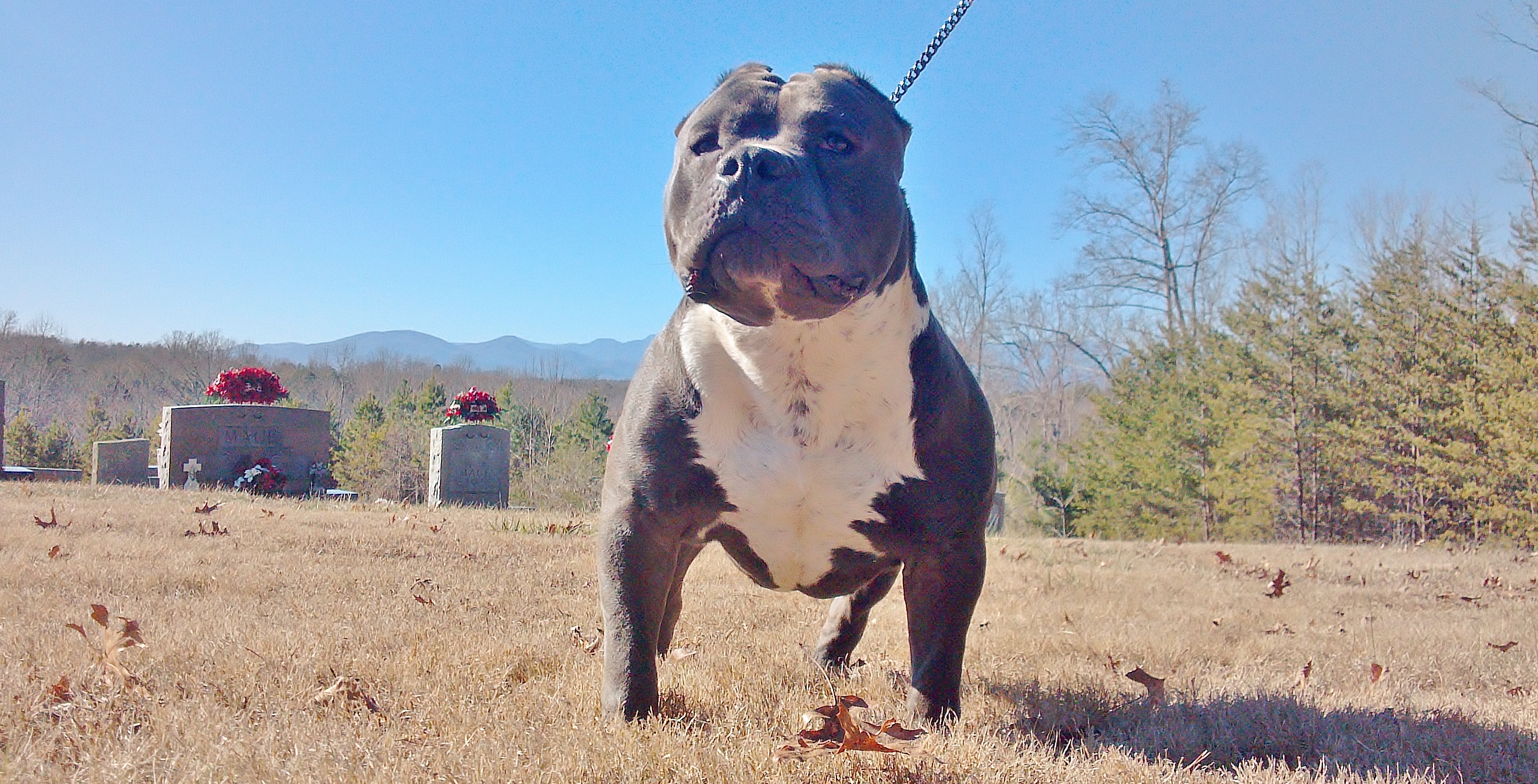 Dog Featured Image