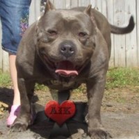 Dog Featured Image