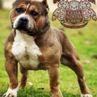 Dog Featured Image