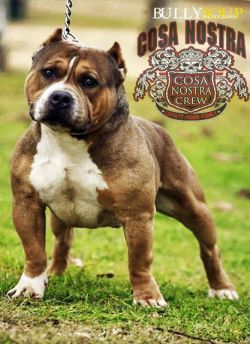 Dog Featured Image