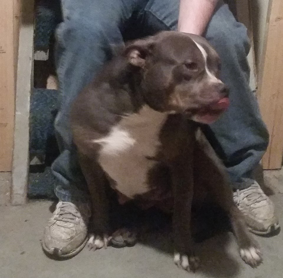 Dog Featured Image