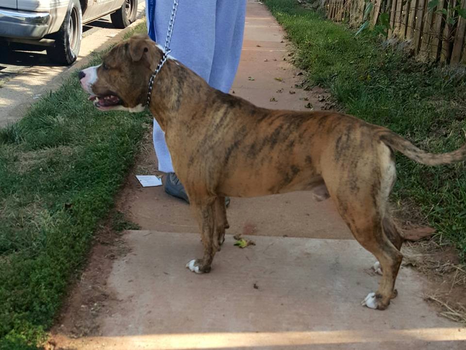 Dog Featured Image