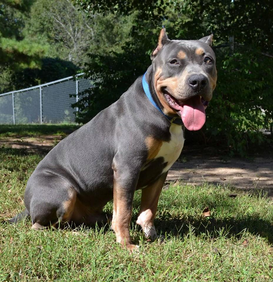 Dog Featured Image