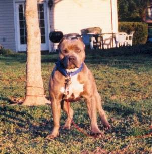 Dog Featured Image