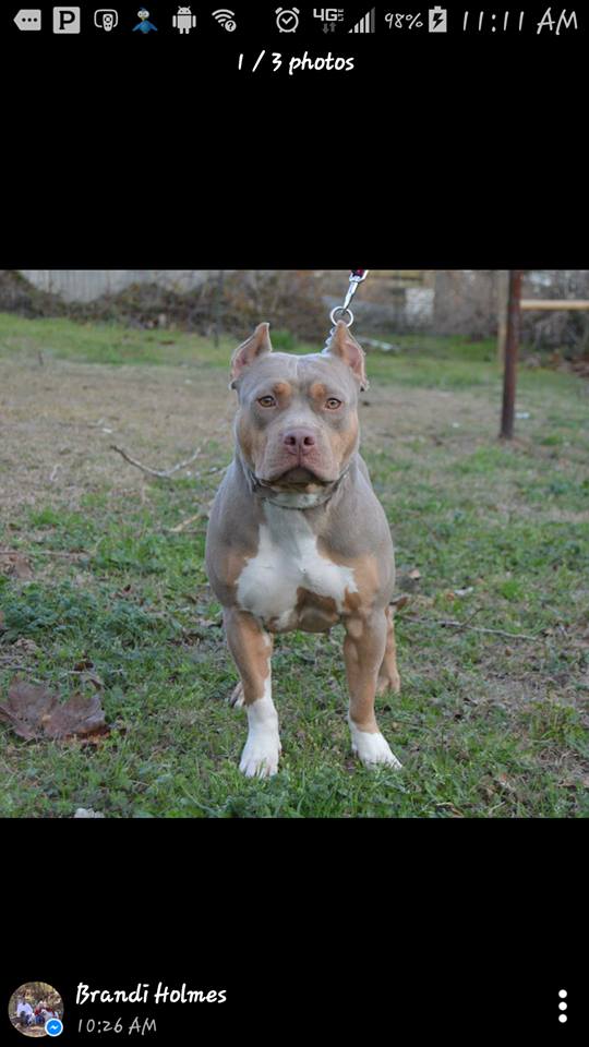 Dog Featured Image