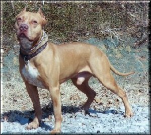 Dog Featured Image