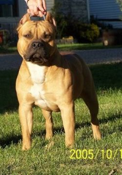 Dog Featured Image