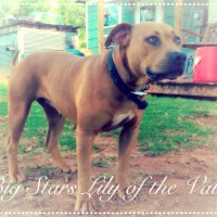 Dog Featured Image
