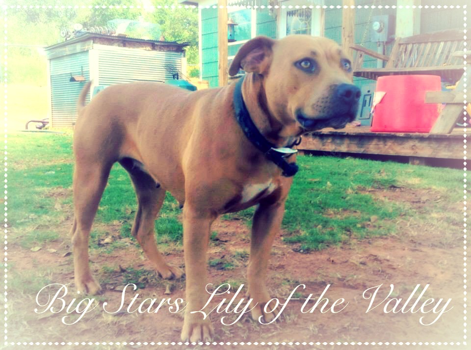 Dog Featured Image