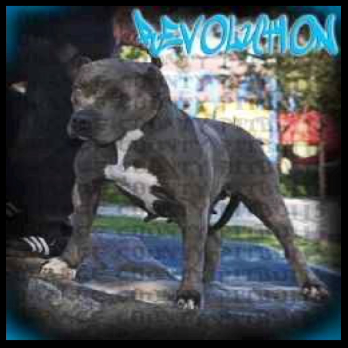 Dog Featured Image