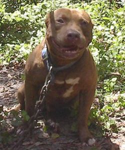 Dog Featured Image