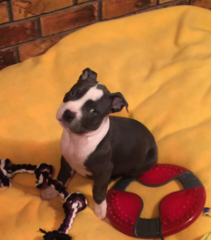 Dog Featured Image