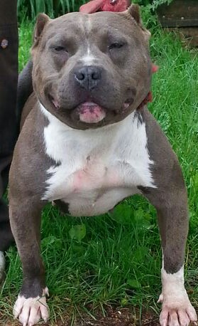 Dog Featured Image