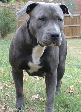 Dog Featured Image