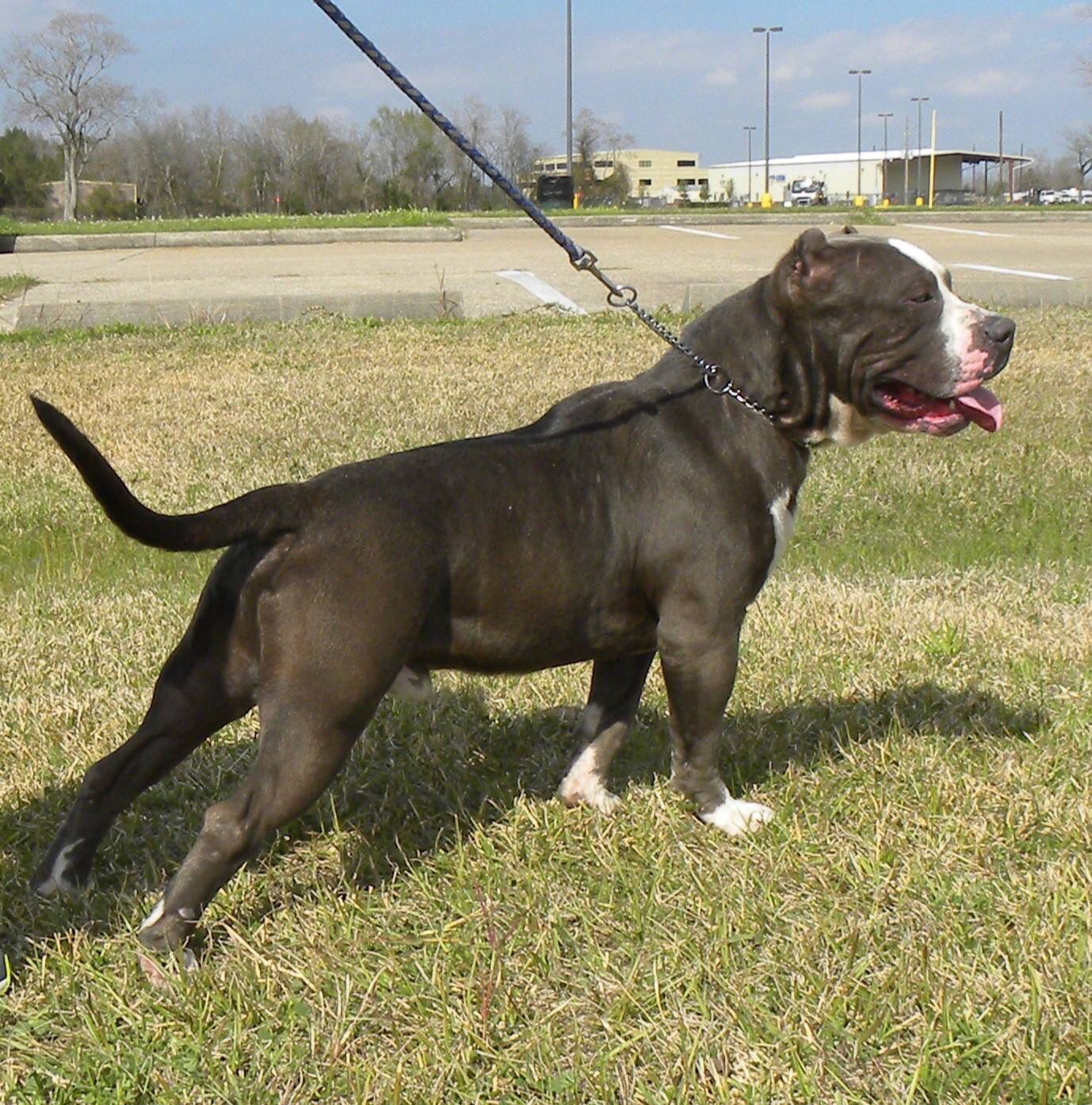 Dog Featured Image