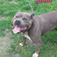 Dog Featured Image