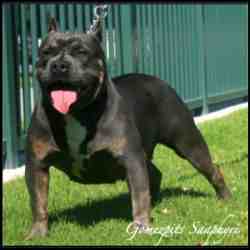 Dog Featured Image