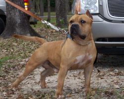 Dog Featured Image
