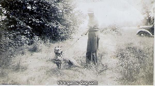 Dog Featured Image