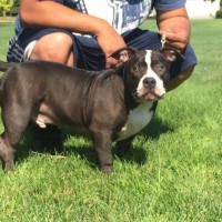 Dog Featured Image