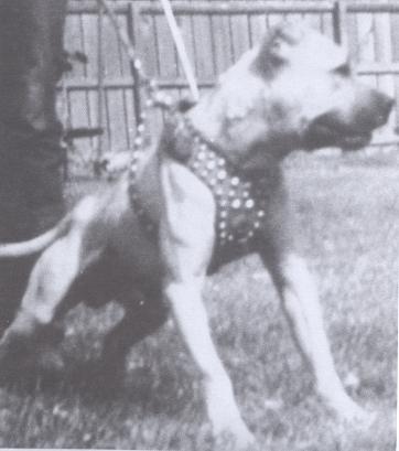 Dog Featured Image