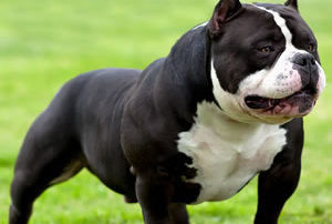 american bully pedigree