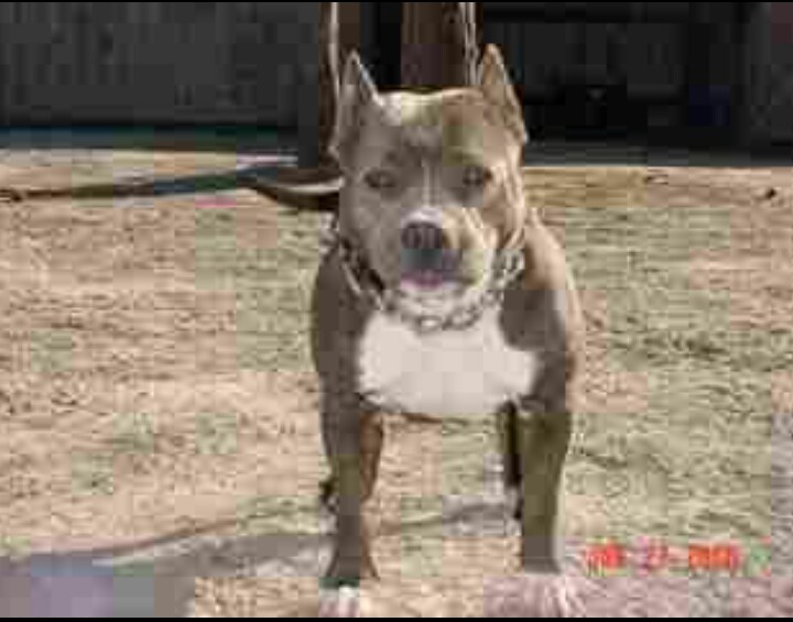 Dog Featured Image