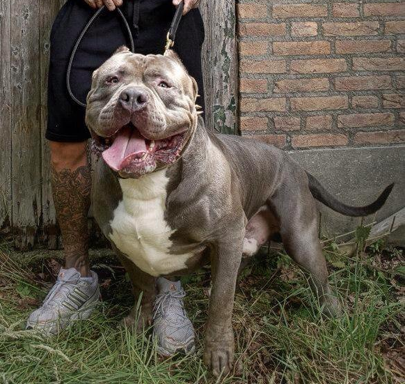 Dog Featured Image