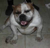 Dog Featured Image