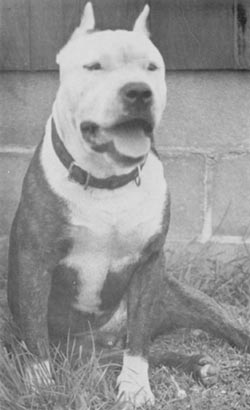 Dog Featured Image