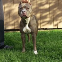 Dog Featured Image