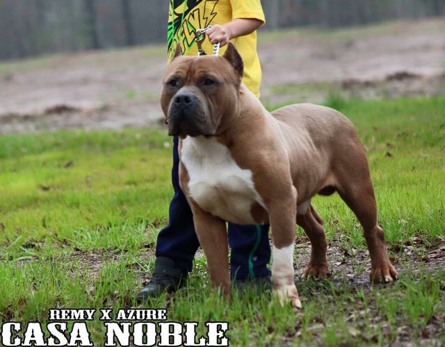 Dog Featured Image