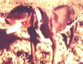 Dog Featured Image