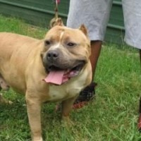 Dog Featured Image