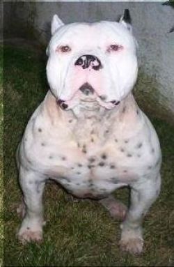 white rhino american bully