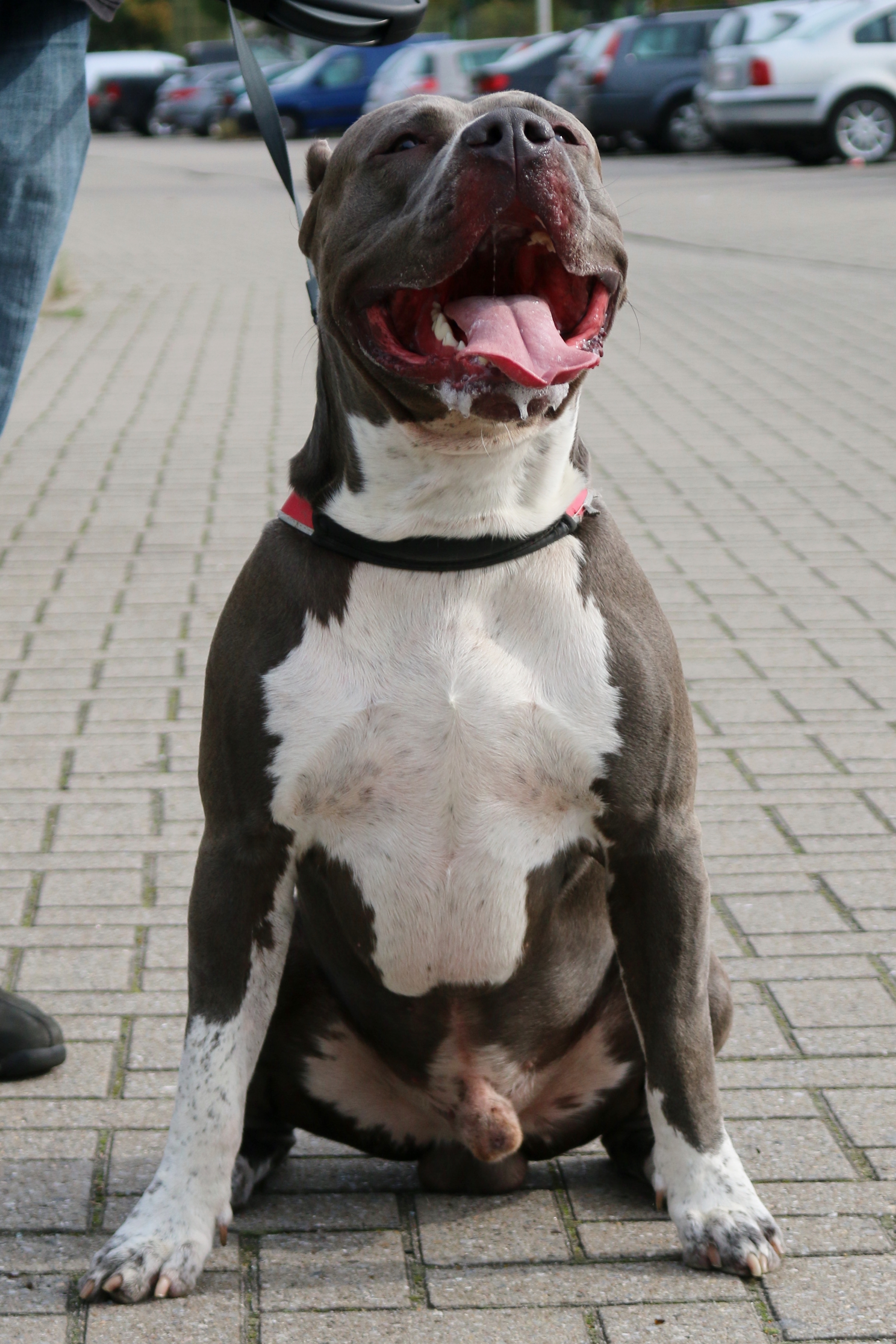 Dog Featured Image