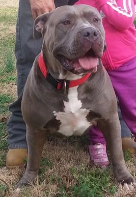 Dog Featured Image