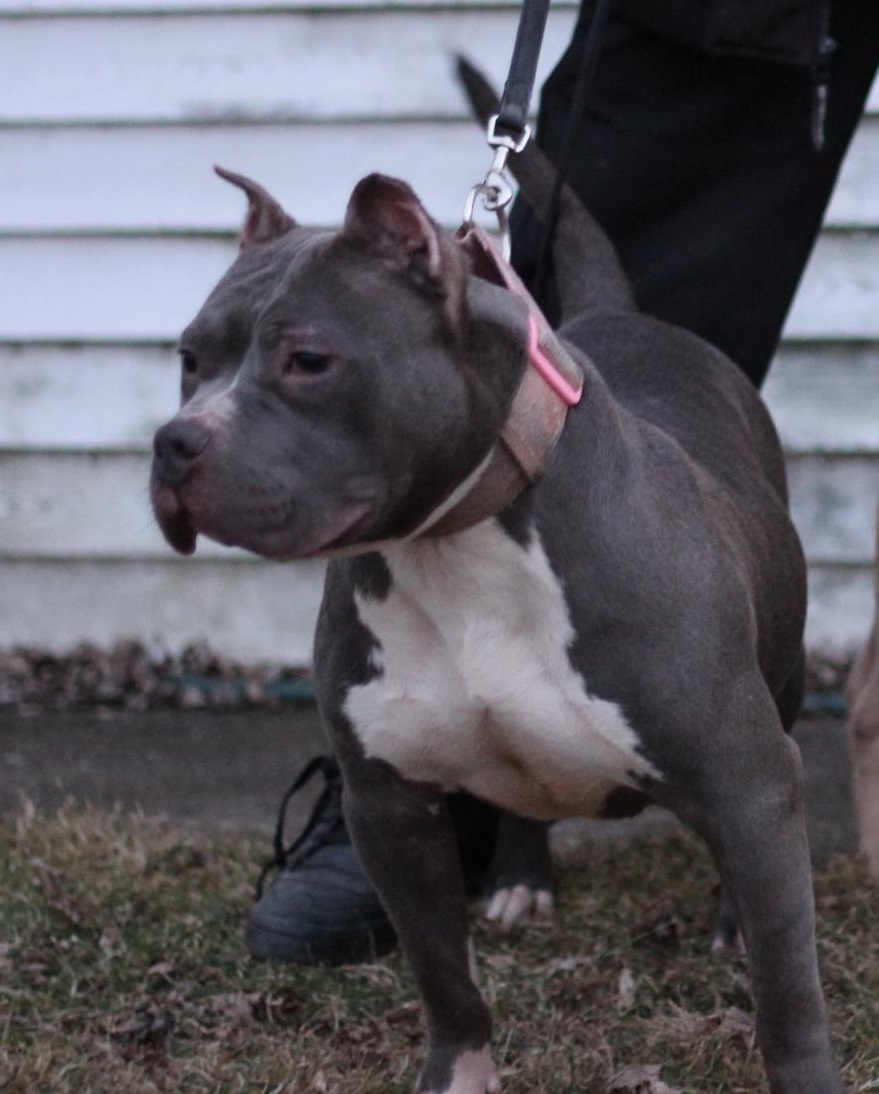 Dog Featured Image