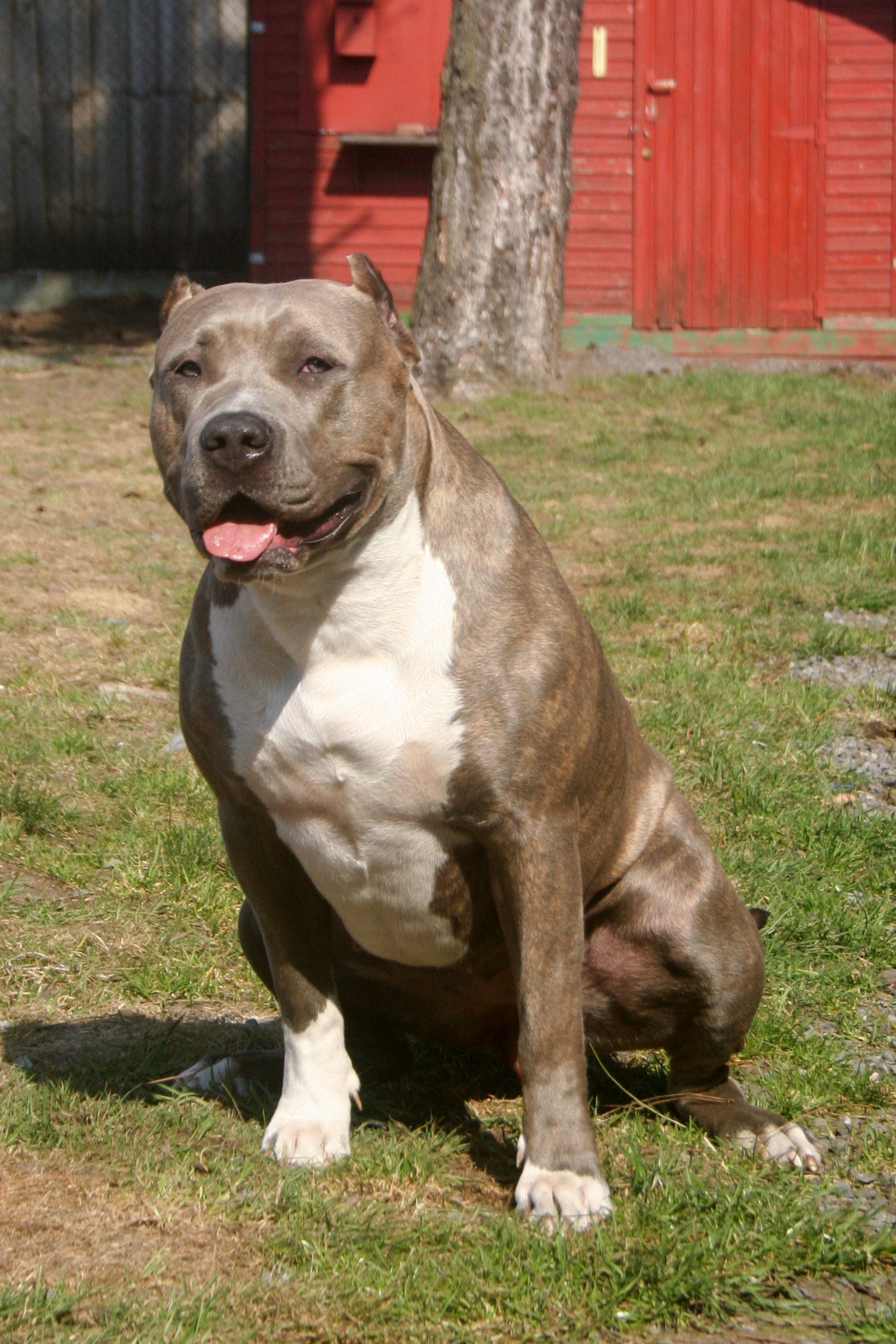 Dog Featured Image